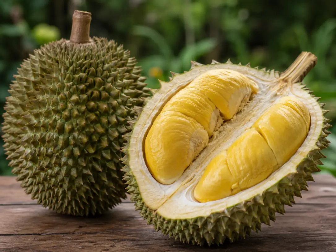 Musang King